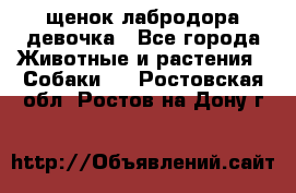 щенок лабродора девочка - Все города Животные и растения » Собаки   . Ростовская обл.,Ростов-на-Дону г.